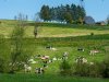 Belgische melkaanvoer blijft bovengemiddeld groeien