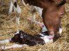 Eerste vondst shamonda-like-virus bij pasgeboren kalf