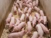 Van stalvloer tot daglicht: dit verandert er voor veehouders