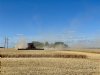 Grotere oogsten stuwen wereldwijde tarwevoorraad omhoog