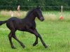 AI helpt bij identificeren kreupel paard