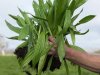Nitraatuitspoeling terugdringen met smalle weegbree