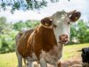 Stikstof en dierenwelzijn in de veehouderij: van bedreigingen naar kansen