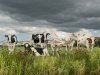 Landbouw blijft achter bij klimaatdoelen, ook andere sectoren niet op koers