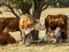 Franse melkprijs fors onder druk, biologische melkprijs houdt stand