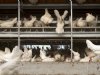 SecurEggFarmer en Kiwa VERIN slaan handen ineen rond audits
