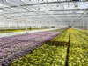 Naktuinbouw introduceert PCR-toetsen voor drie chrysantvirussen