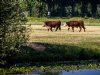 Kabinet blijft bij ingrijpende hervorming pachtstelsel
