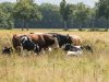 Drenthe maakt 20 miljoen euro extra vrij voor stoppersregeling voor veehouders
