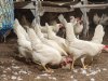 Eiermarkt vindt weg omhoog, ondanks groeiende import