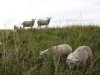 Hollands Wol Collectief krijgt schapen niet op het droge en stopt