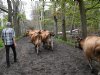 Gps-signaal houdt koeien binnen de lijnen en bij het gras