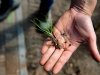 Snelle verspreiding van knolcyperus vraagt om alertheid