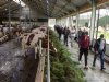 Agrariërs leren van elkaar tijdens Loeren bij de Boeren: ‘Je eigen kop volgen’