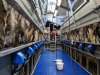 Melkprijsprognose Fonterra in de lift door sterkere zuivelmarkt