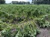 Vereinigte Hagel fuseert met Duitse vakgenoot Gartenbau-Versicherung