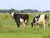 Met natuurinclusief boeren verdient melkveehouder bovengemiddeld