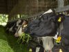 FrieslandCampina en CRV lanceren Ruw Eiwit Monitor