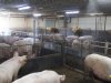 Denemarken bevriest nieuwbouw en uitbreiding reguliere varkensbedrijven