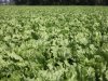 IJsbergsla trekt productie van Nederlandse sla omhoog