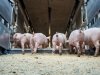 Marktleider Tönnies stopt met bonus voor buitenlandse biggen