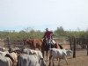 VS breiden import Mexicaans rundvee uit, ondanks door screwworm getroffen paard