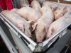 Automatische varkensclassificatie vervangt prikpistool vanaf 2027