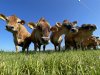 ‘Houd als sector regie over weidegang‘