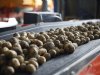 Financiële veerkracht landbouw maskeert grote verschillen