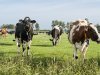 Groningse BBB wil om tafel na motie van afkeuring
