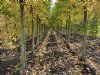 Overheid erkent bomen en vaste planten als rustgewassen