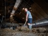 Twentse melkveehouder zit klem tussen schaalgrootte en ambitie