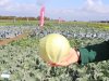 Focus in veredeling vollegrondsgroenten verschuift naar arbeidsefficiëntie