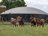 Bijmengplicht groen gas onzeker, vrees voor intensievere melkveehouderij