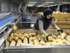 Flespompoen voelt zich steeds beter thuis in Nederland