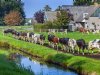 Zuivelmarkt draait nog altijd op twee snelheden