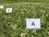 Corteva stopt met verkoop zaaizaden