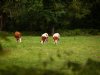 Stikstofneerslag op Natura 2000-gebieden blijft dalen, maar doelen blijven ver weg