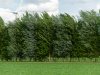 Boeren met agroforestry verenigen zich voor betere afzet