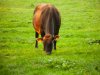 Genoomaanpassing landbouwhuisdieren volgens onderzoek ethisch mogelijk