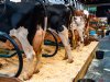 Symposium RMV Hardenberg: gezondere melk als nieuw verdienmodel