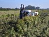 Grotere rijstproef in veenweidegebied levert goede oogst op