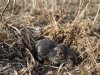 Muizen beschadigen 18.000 hectare grasland
