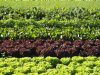 Nauwelijks toename van biologisch bouwland