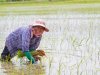 Syngenta en Kyoyu Agri werken samen aan nieuwe rijstherbicide