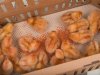 Vaccinatie tegen vogelgriep bij hennen kent nog veel hordes