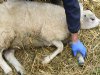 Blauwtongonderzoek moet deuren openen