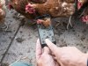 Met data sneller sturen bij varkens en kippen