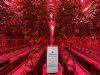 Bestuivingsrobot kan hommels vervangen in tomatenkas