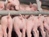 Staatssecretaris moet couperen biggenstaarten opnieuw beoordelen